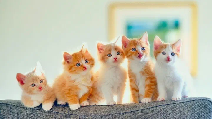 Năm bé mèo con lông vàng cam và trắng ngồi thành hàng trên lưng ghế sofa, mắt đã mở to
