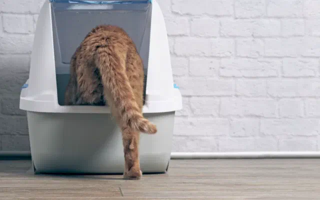 Mèo đi vệ sinh ra máu có nguy hiểm không? 9 dấu hiệu cần đưa mèo đi khám ngay