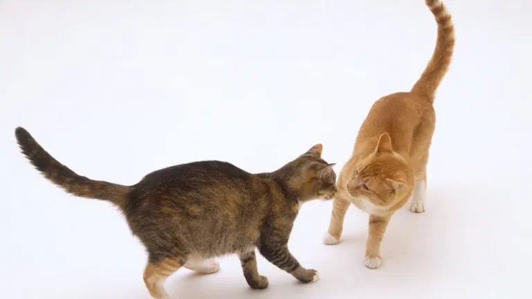 Hai bé mèo mướp và vàng tiếp cận, ngửi mặt nhau trên nền trắng