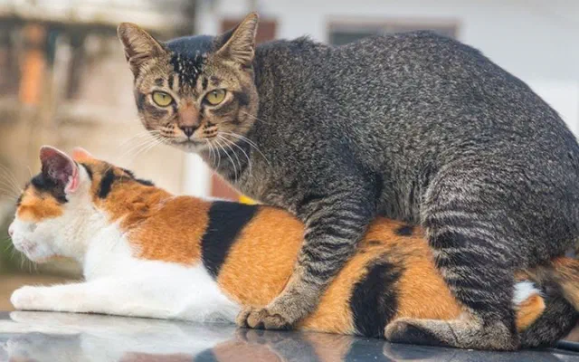 Làm sao để biết được rằng mèo đã giao phối thành công?