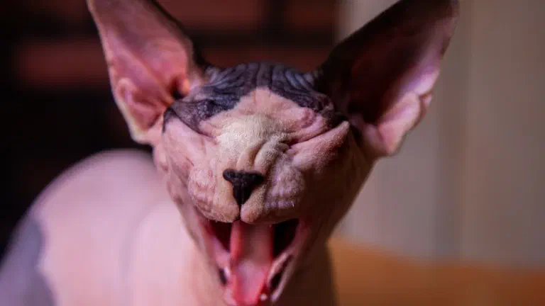 Mèo Sphynx không lông há to miệng hắt xì trong nhà