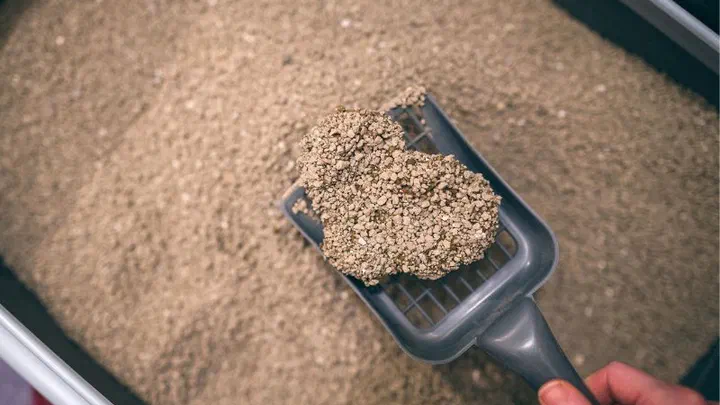 Xẻng xúc một cục cát vón lớn ra khỏi khay cát vệ sinh