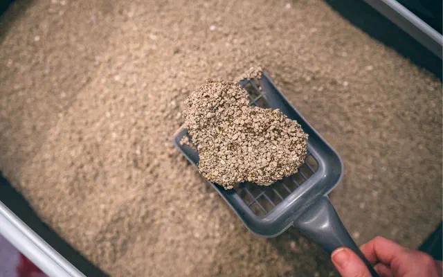 Mèo khó đi vệ sinh | Tổng hợp 10 triệu chứng khó tiểu cần lưu ý