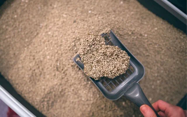 Mèo khó đi vệ sinh | Tổng hợp 10 triệu chứng khó tiểu cần lưu ý