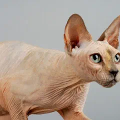 Cận cảnh một chú mèo Sphynx không lông với đôi tai lớn và lớp da nhăn
