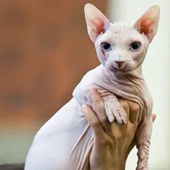 Một bé Bambino tại triển lãm mèo FINTICAt (Vantaa, Phần Lan). Da trần và nếp nhăn đến từ dòng Sphynx; chân trước ngắn và dày là phần đến từ dòng Munchkin