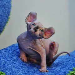 Mèo con Dwelf - da trần từ dòng Sphynx, đôi tai cuộn ngược ra sau từ dòng American Curl. Phần chân ngắn không nhìn rõ được ở tư thế ngồi gãi này