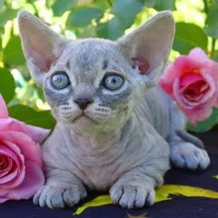 Mèo con Minskin màu blue tabby: da gần như trần, tai rất lớn, mắt to tròn đặt cách xa nhau