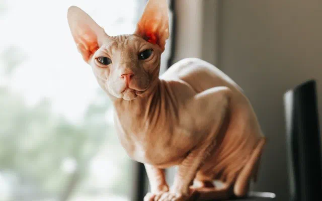 Top 10 giống mèo không lông thú vị nhất