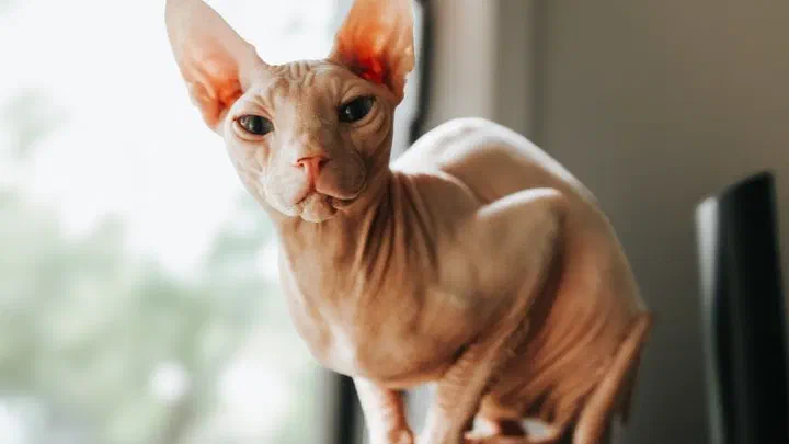 Mèo Sphynx không lông màu hồng nhạt ngồi trên ghế bên cửa sổ