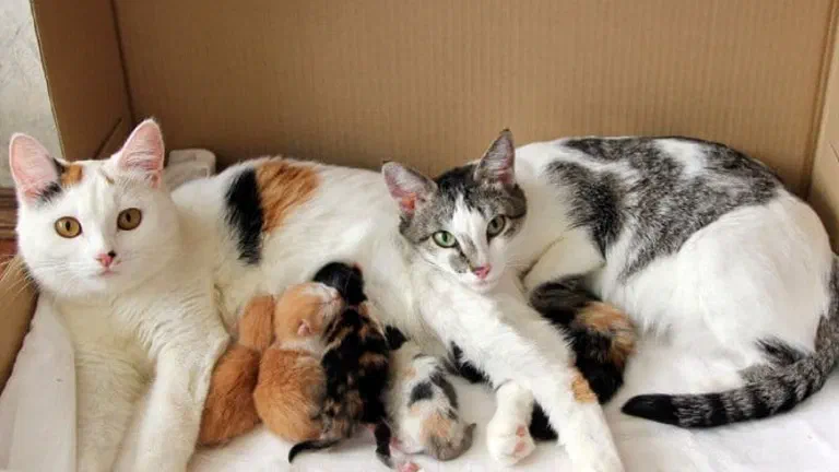 Hai mèo mẹ nằm cùng đàn mèo sơ sinh trong thùng carton lót khăn trắng