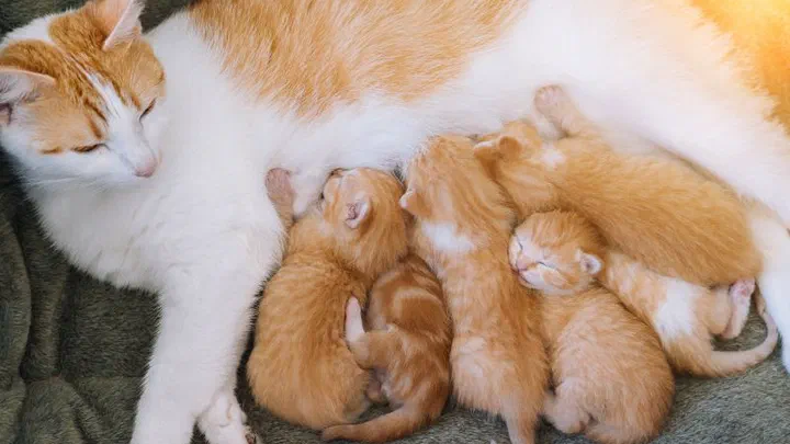 Mèo mẹ lông vàng trắng nằm nghiêng cho năm bé mèo con sơ sinh bú