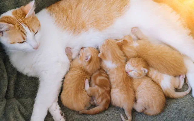 Mèo mới đẻ