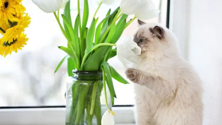 Mèo lông dài màu kem đứng bằng hai chân sau, vươn người ngửi bó hoa tulip trắng trên bệ cửa sổ