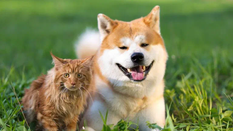 Mèo lông dài vàng và chó Akita ngồi cạnh nhau trên bãi cỏ xanh