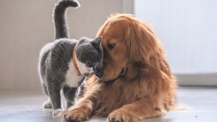 Mèo Anh lông ngắn xám cọ đầu vào một bé chó Golden Retriever nằm trên sàn nhà