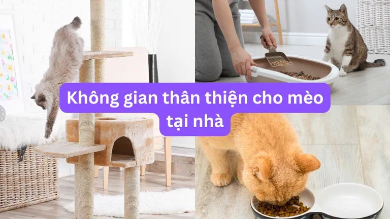 Ghép ba ảnh: trụ cào móng nhiều tầng, người hốt khay cát, và mèo vàng ăn từ bát đôi