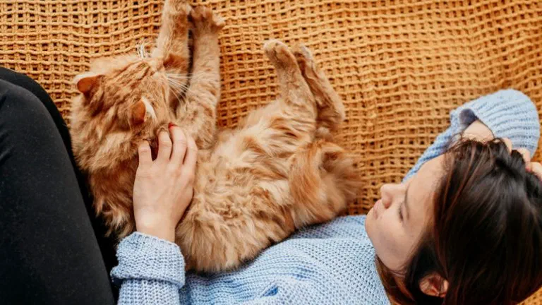 Người nằm trên chăn vuốt ve một bé mèo vàng đang nằm ngửa bên cạnh