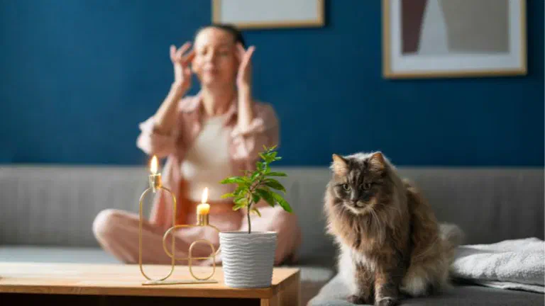 Mèo lông dài ngồi trên ghế sofa trong khi người phía sau đang ngồi thiền