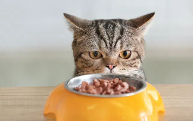 Tổng quan về pate Kingpet