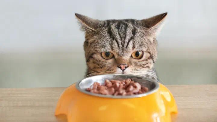 Mèo mướp nâu nhìn chăm chăm qua miệng bát cam đầy pate thịt viên