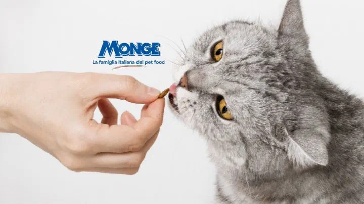 Bàn tay đưa một viên hạt cho chú mèo lông xám vằn, bên cạnh logo Monge