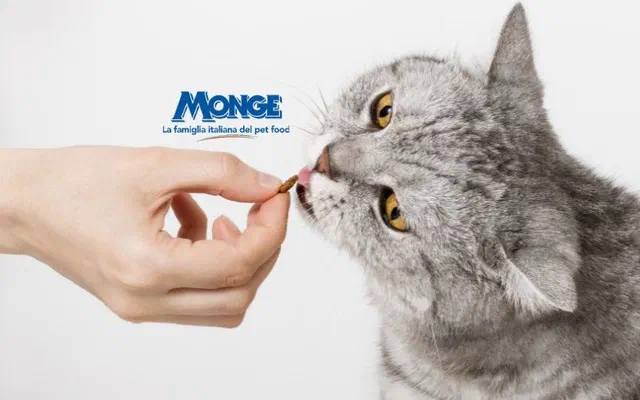 Lịch sử thương hiệu Monge | Top 29+ pate Monge nên lựa chọn năm 2026