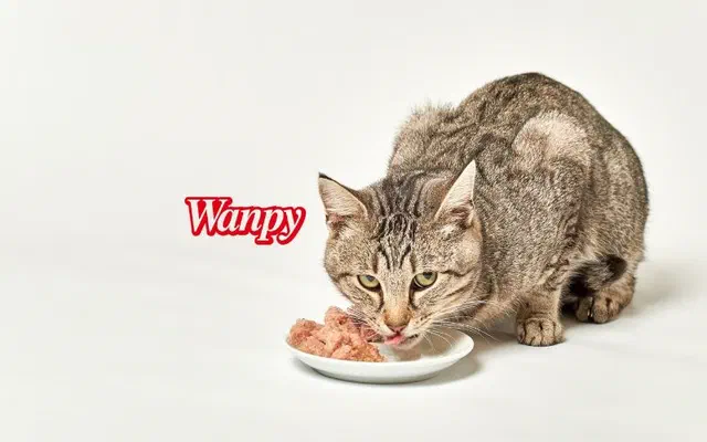 Pate Wanpy