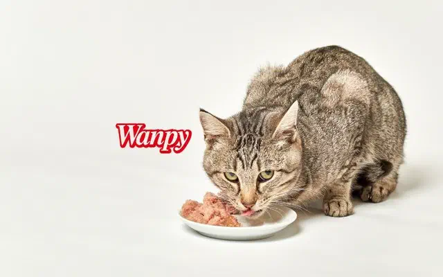 Pate Wanpy