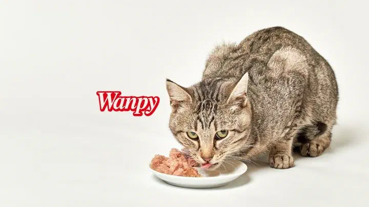 Mèo mướp cúi ăn pate trên đĩa sứ trắng, bên cạnh logo Wanpy