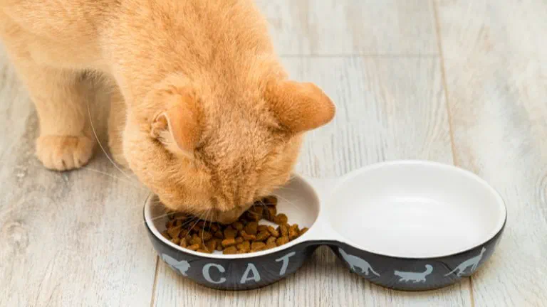 Mèo vàng cúi ăn hạt khô từ bát đôi màu xám in chữ CAT trên sàn gỗ