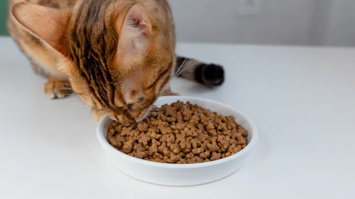 Mèo Bengal cúi ăn hạt khô từ bát sứ trắng trên mặt bàn trắng