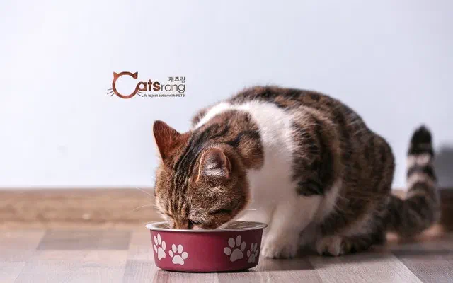 Review hạt Catsrang