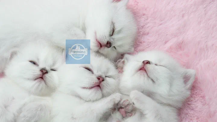 Bốn bé mèo con lông trắng nằm ngủ cạnh nhau bên logo Farmina Pet Foods
