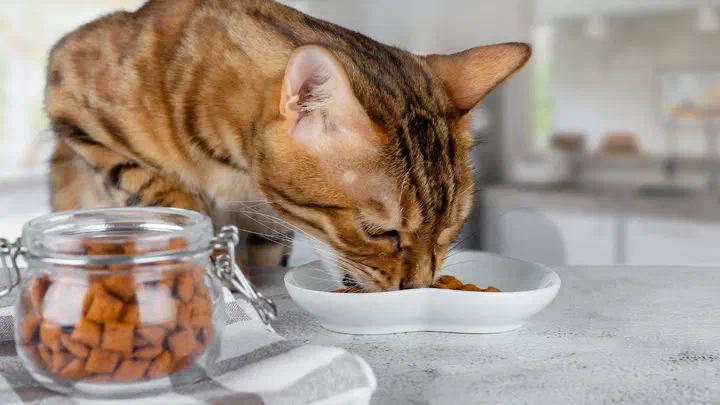 Mèo Bengal cúi ăn hạt từ đĩa sứ trắng bên cạnh hũ thuỷ tinh đựng hạt