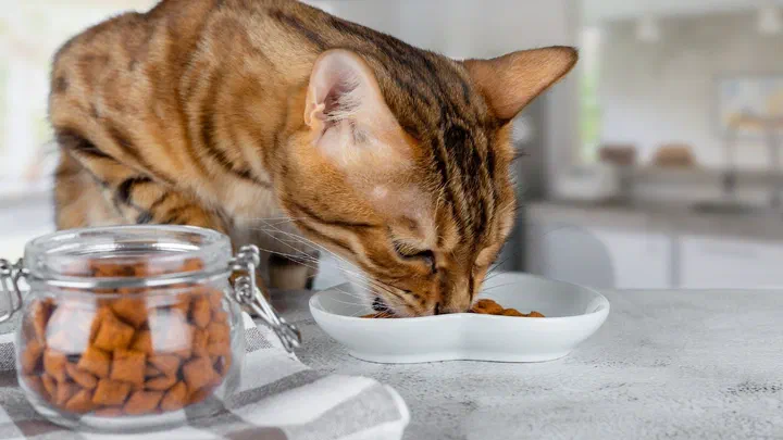 Mèo Bengal cúi ăn hạt từ đĩa sứ trắng bên cạnh hũ thuỷ tinh đựng hạt