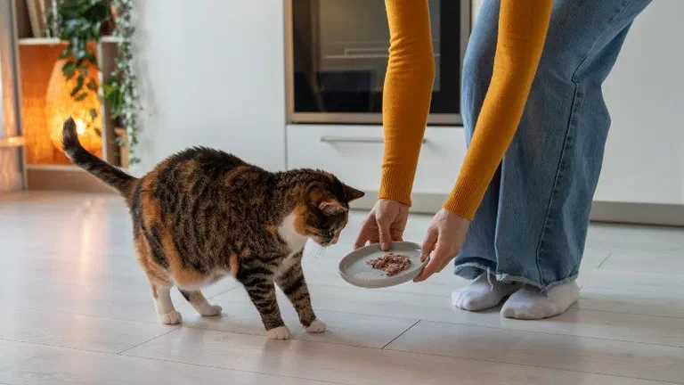 Người cúi xuống đưa đĩa thức ăn ướt cho một chú mèo mướp trong bếp
