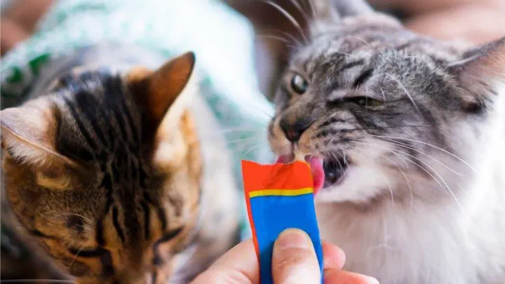 Hai chú mèo cùng liếm một thanh súp thưởng trên tay người