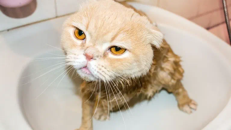 Mèo Scottish Fold màu kem ướt sũng ngồi trong chậu rửa, vẻ mặt khó chịu