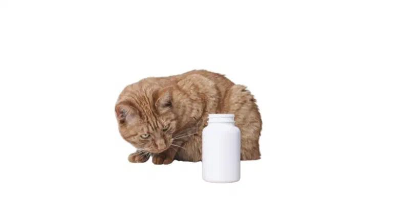 Mèo vàng ngồi cạnh một lọ thuốc màu trắng trên nền trắng