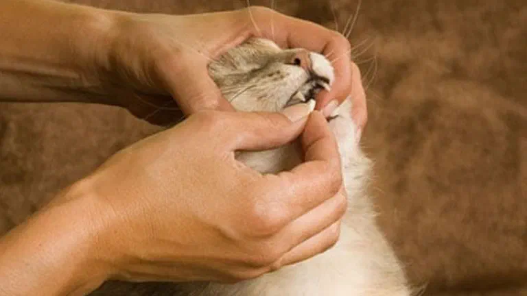 Hai bàn tay mở miệng một bé mèo để đặt viên thuốc vào trong