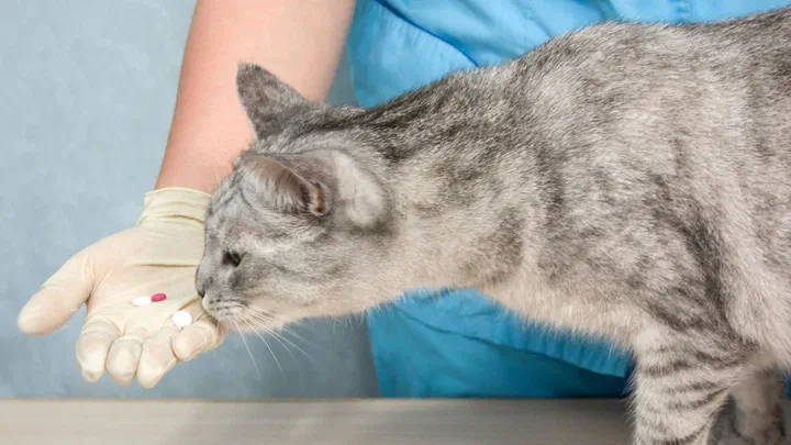 Mèo xám ngửi mấy viên thuốc trên bàn tay đeo găng của nhân viên thú y