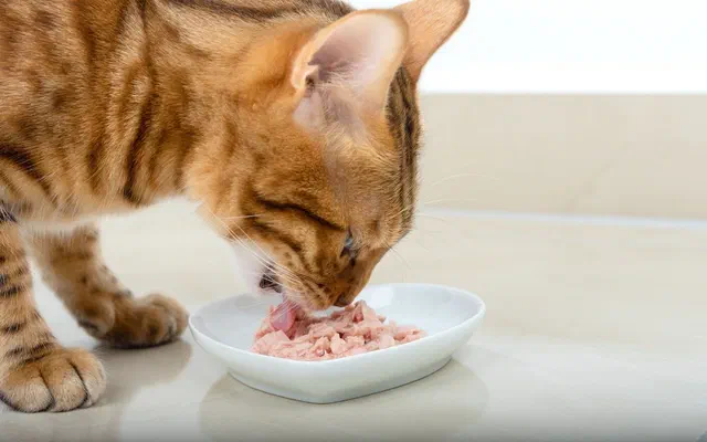 Thức ăn cho mèo CIAO từ Inaba Pet Food liệu có đáng tin cậy? Top 2 sản phẩm mới nhất 2026