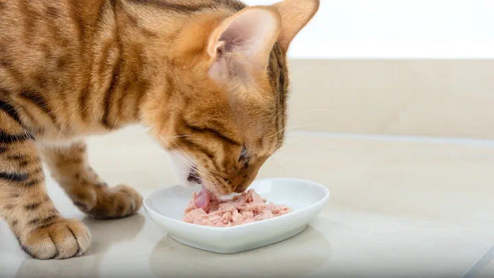 Mèo vàng vằn cúi liếm pate cá xay trên đĩa sứ trắng