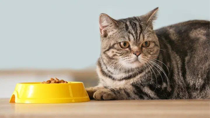 Mèo mướp nằm cạnh chiếc bát nhựa màu vàng đựng đầy hạt khô