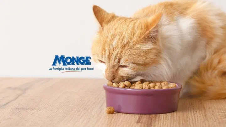 Mèo vàng trắng cúi ăn hạt trong bát sứ màu tím, bên cạnh logo Monge