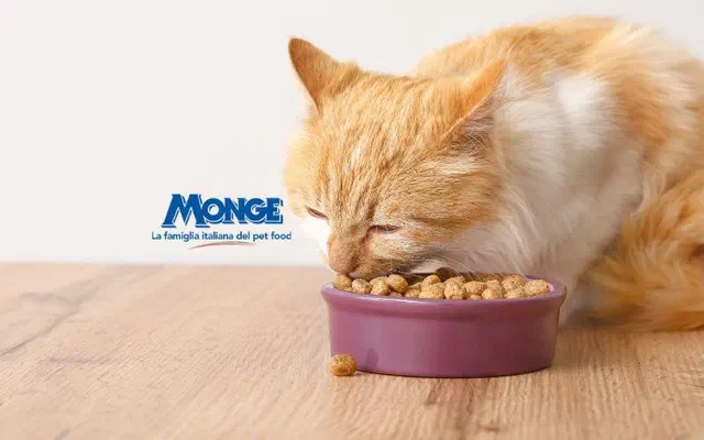 Thức ăn hạt Monge dành cho mèo