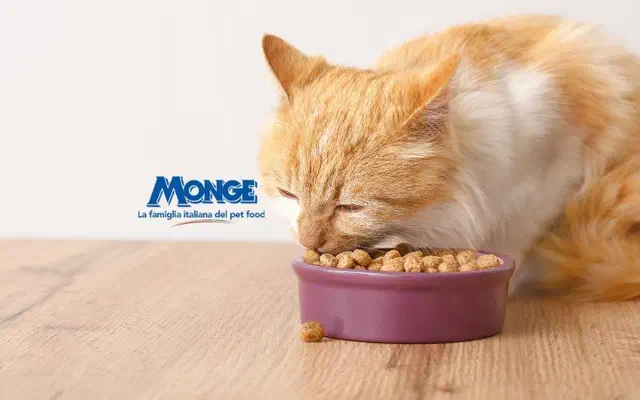 Thức ăn hạt Monge dành cho mèo