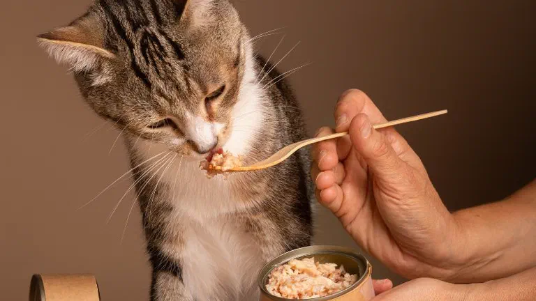 Người dùng thìa gỗ đút pate từ hộp thiếc cho một bé mèo mướp
