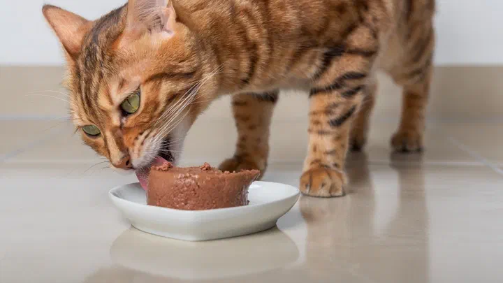 Mèo Bengal cúi ăn pate màu nâu từ đĩa sứ trắng đặt trên sàn gạch